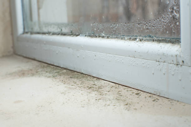 Why You Should Choose Our Mold Remediation Services in Altoona, AL